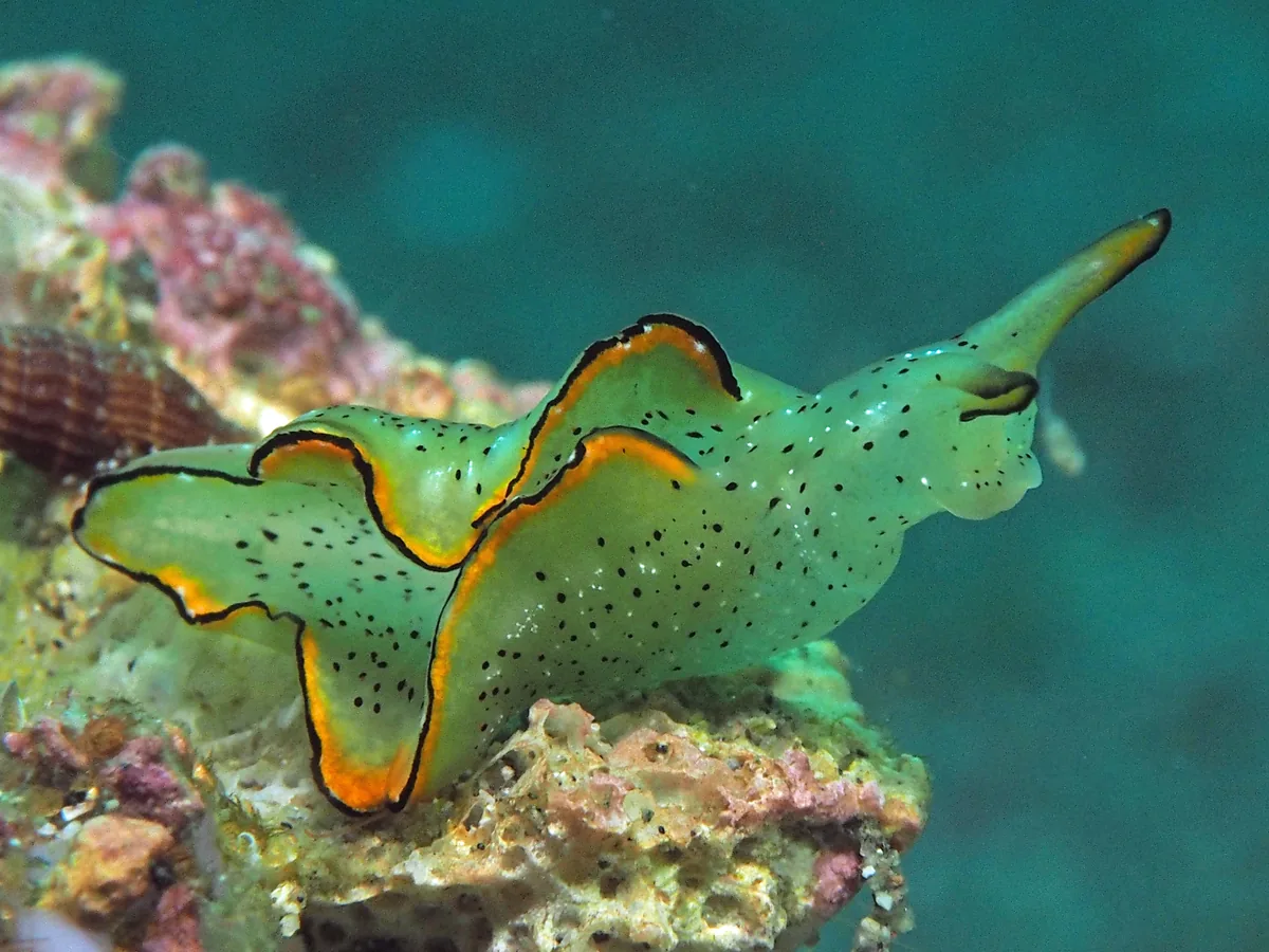 Sap-sucking slug example Elysia marginata showing green body, black speckles and orange-edged parapodia