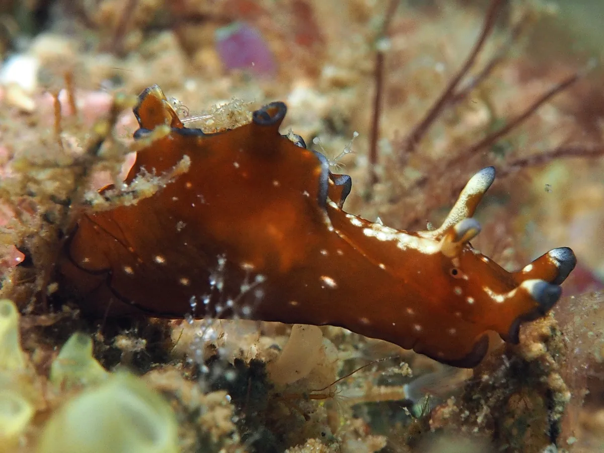 Sea hare example Aplysia parvula showing brown body with rolled rhinophores and pale markings
