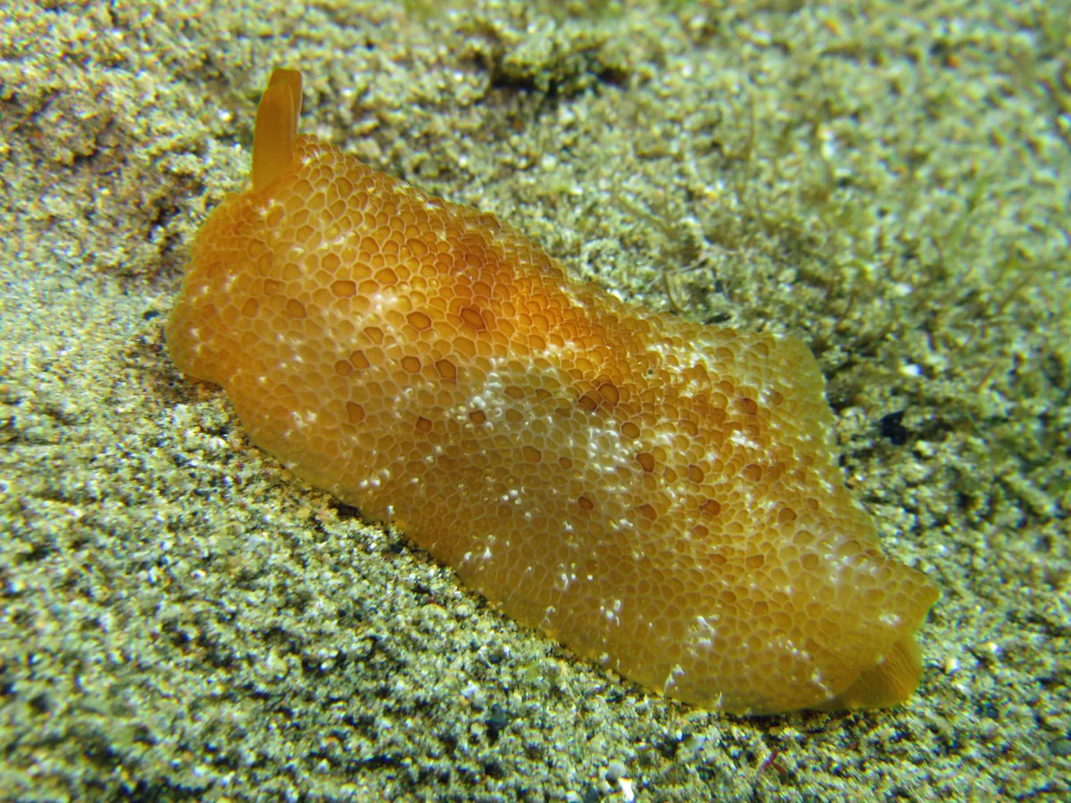 Side-gill slug example Pleurobranchus peronii showing yellow textured body and side-gill slug body shape