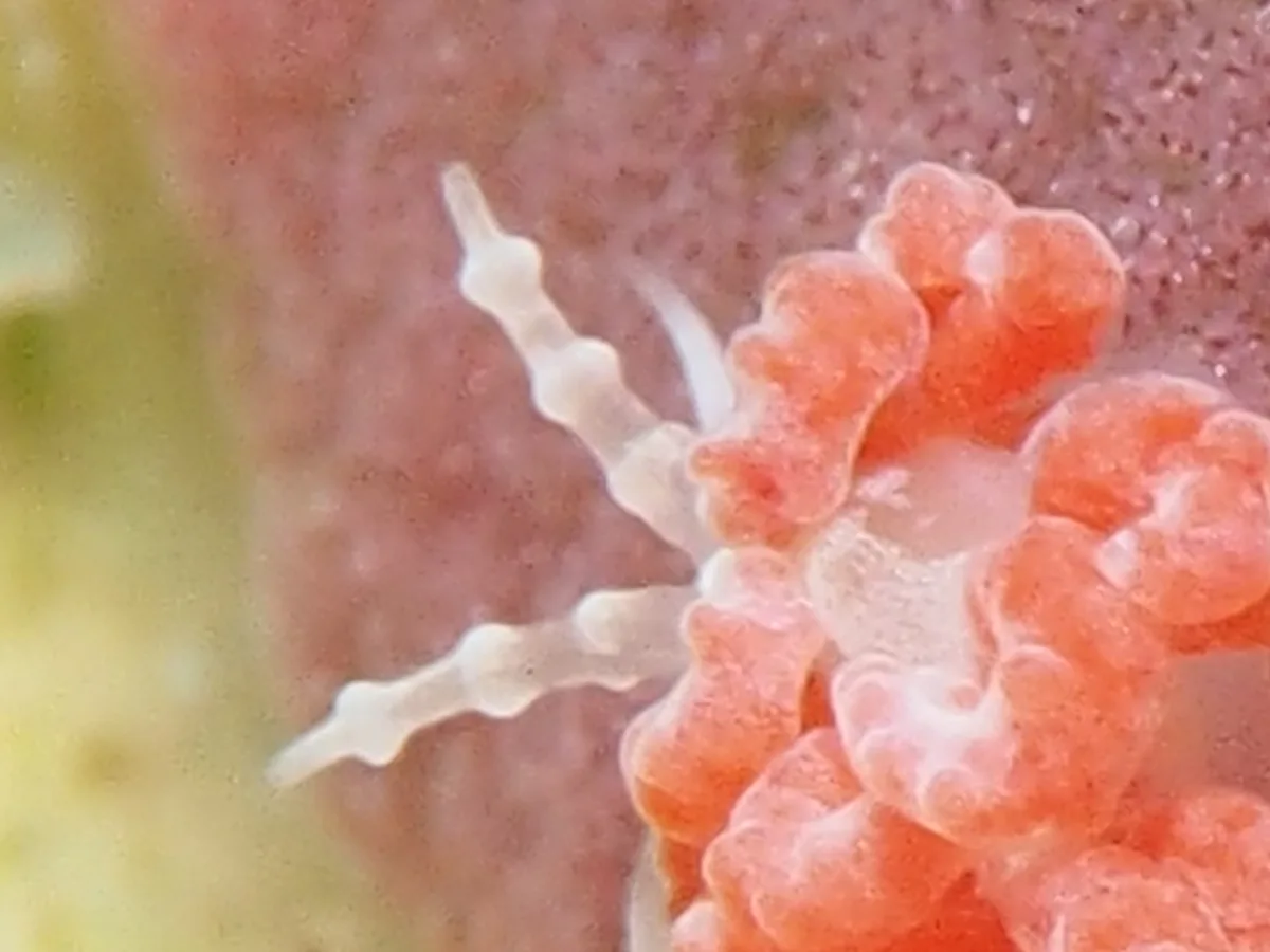 Close-up of annulate ringed rhinophores on a Favorinus nudibranch.