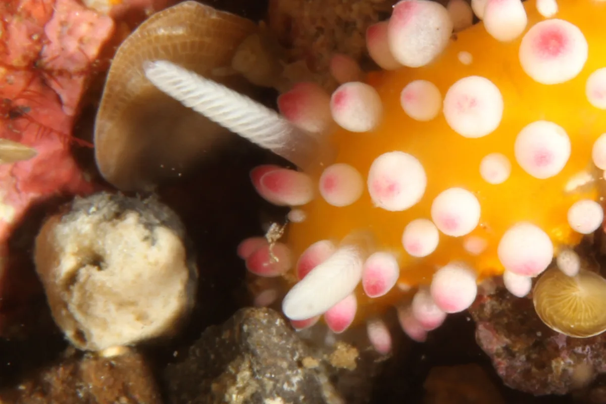 Close-up of a lamellate rhinophore on a Cadlinella nudibranch.