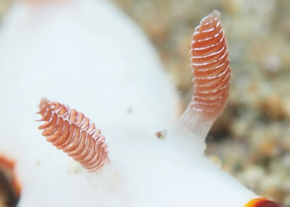 Close-up of perfoliate rhinophores with stacked leaf-like folds on a Goniobranchus nudibranch.