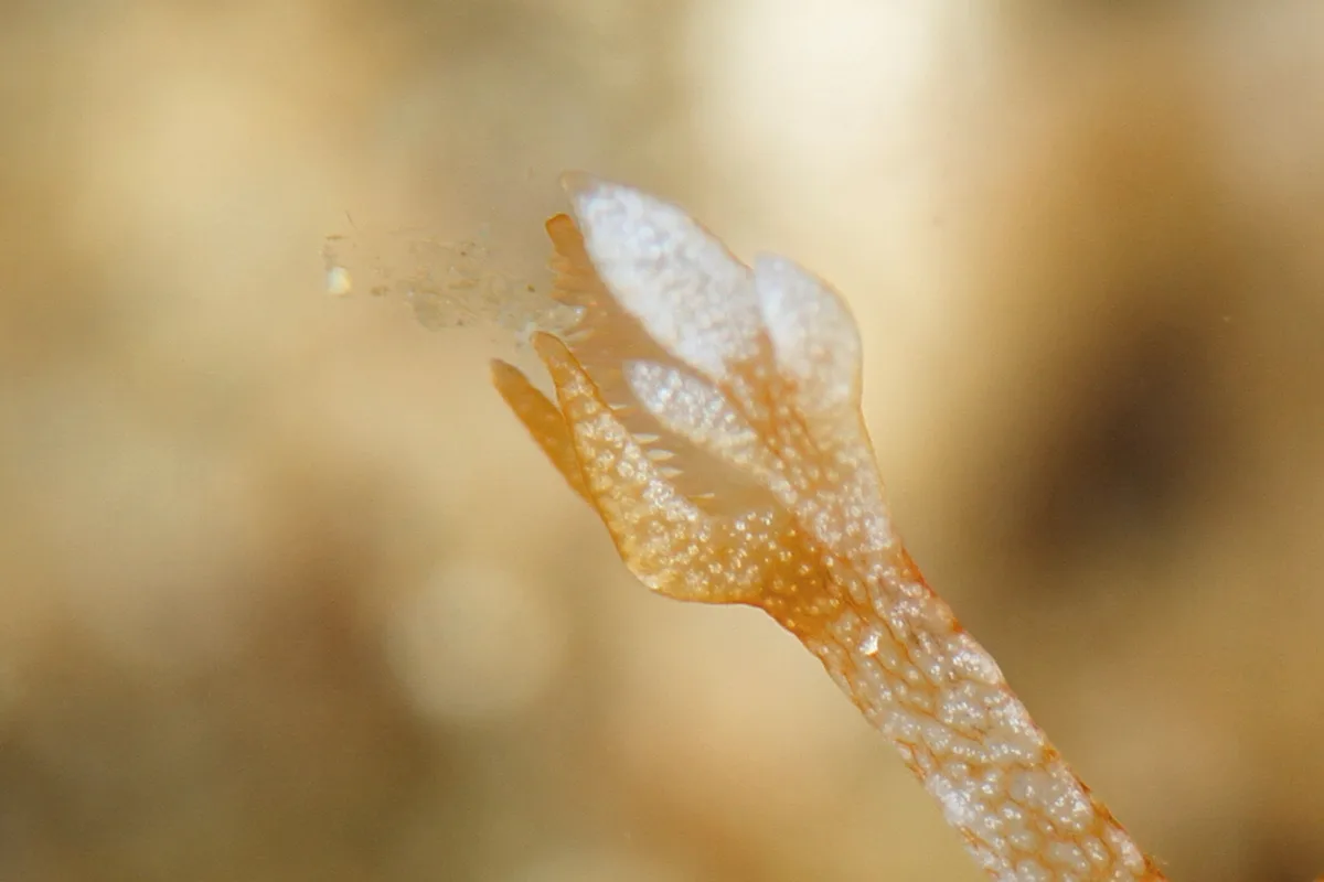 Branched ornate rhinophores on a Bornella nudibranch.