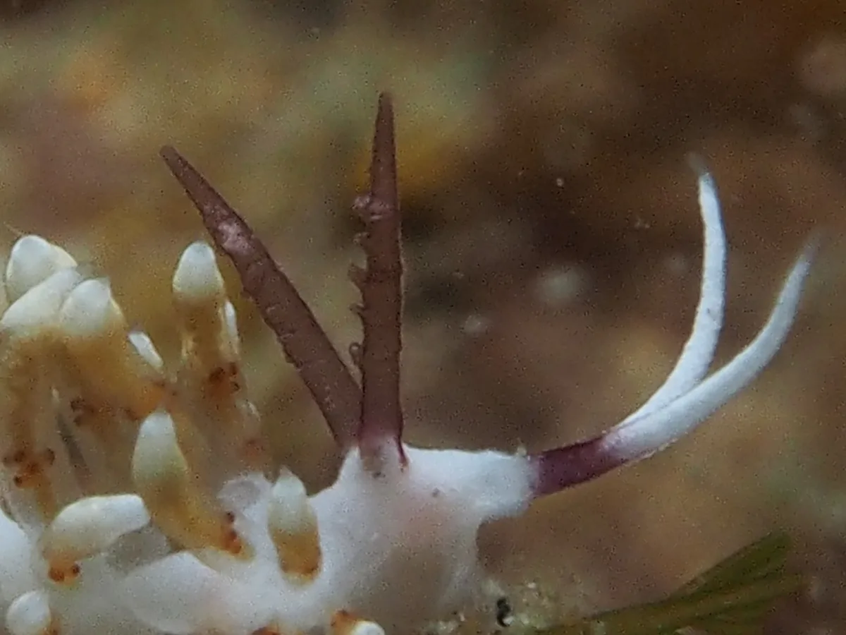 Papillate bumpy rhinophores on a Facelina nudibranch.