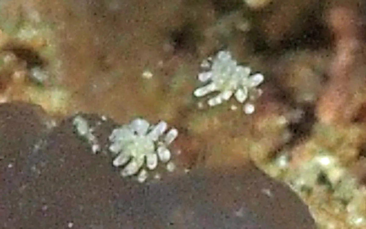 Papillate rhinophores with rounded projections on a Hallaxa nudibranch.