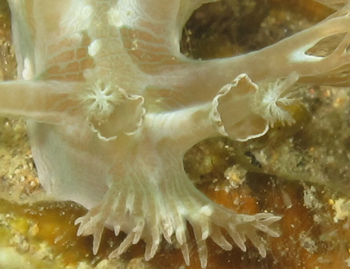 Pocket-shaped ornate rhinophore on a Marionia nudibranch.