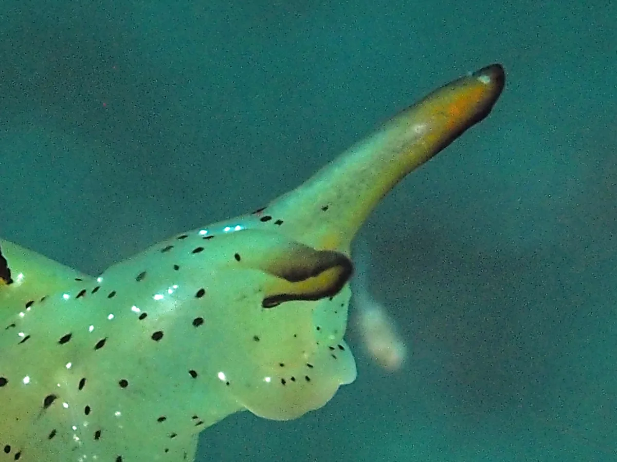 Rolled tube-like rhinophore on an Elysia sacoglossan sea slug.