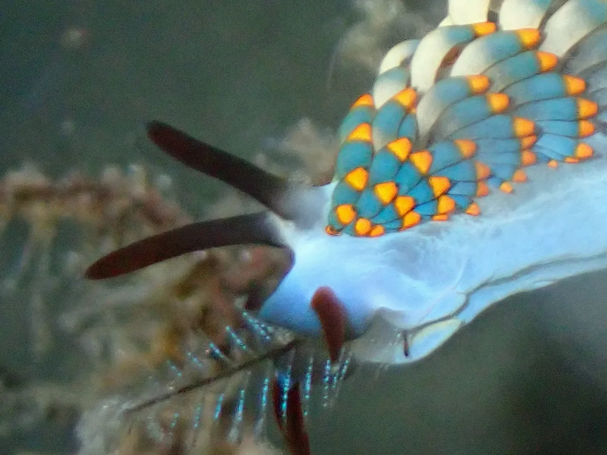 Smooth tapering rhinophores on a Tenellia nudibranch.
