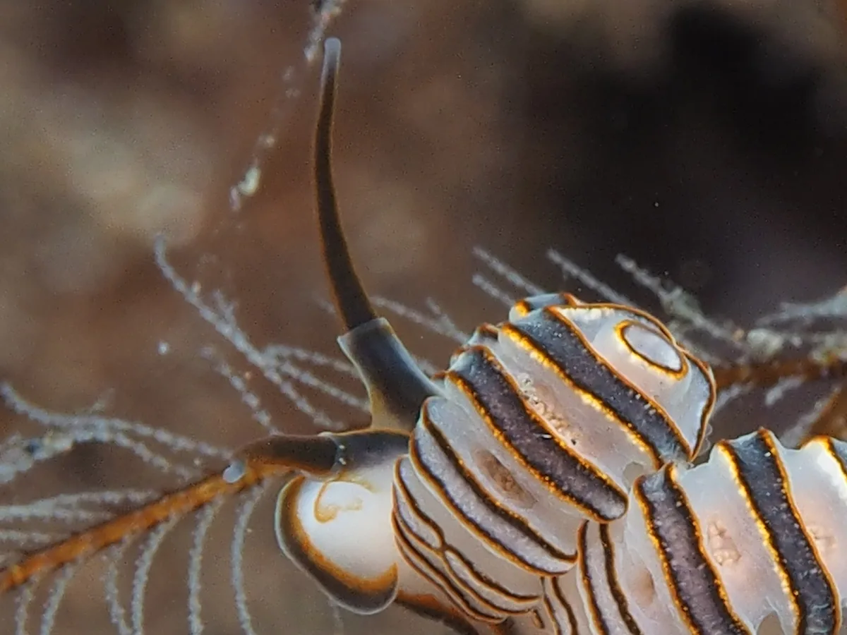 Smooth rhinophore emerging from a collar on a Doto nudibranch.