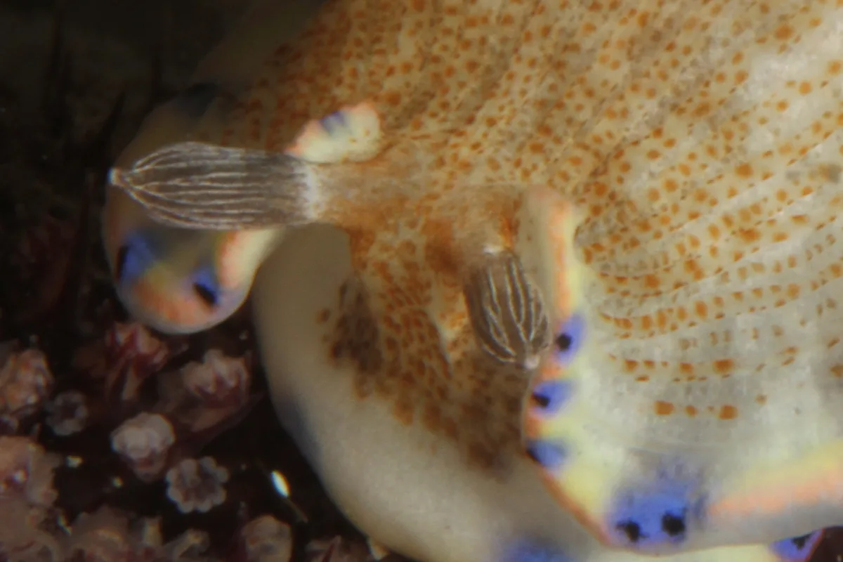 Clubbed rhinophore with vertical ridges on a Dermatobranchus nudibranch.